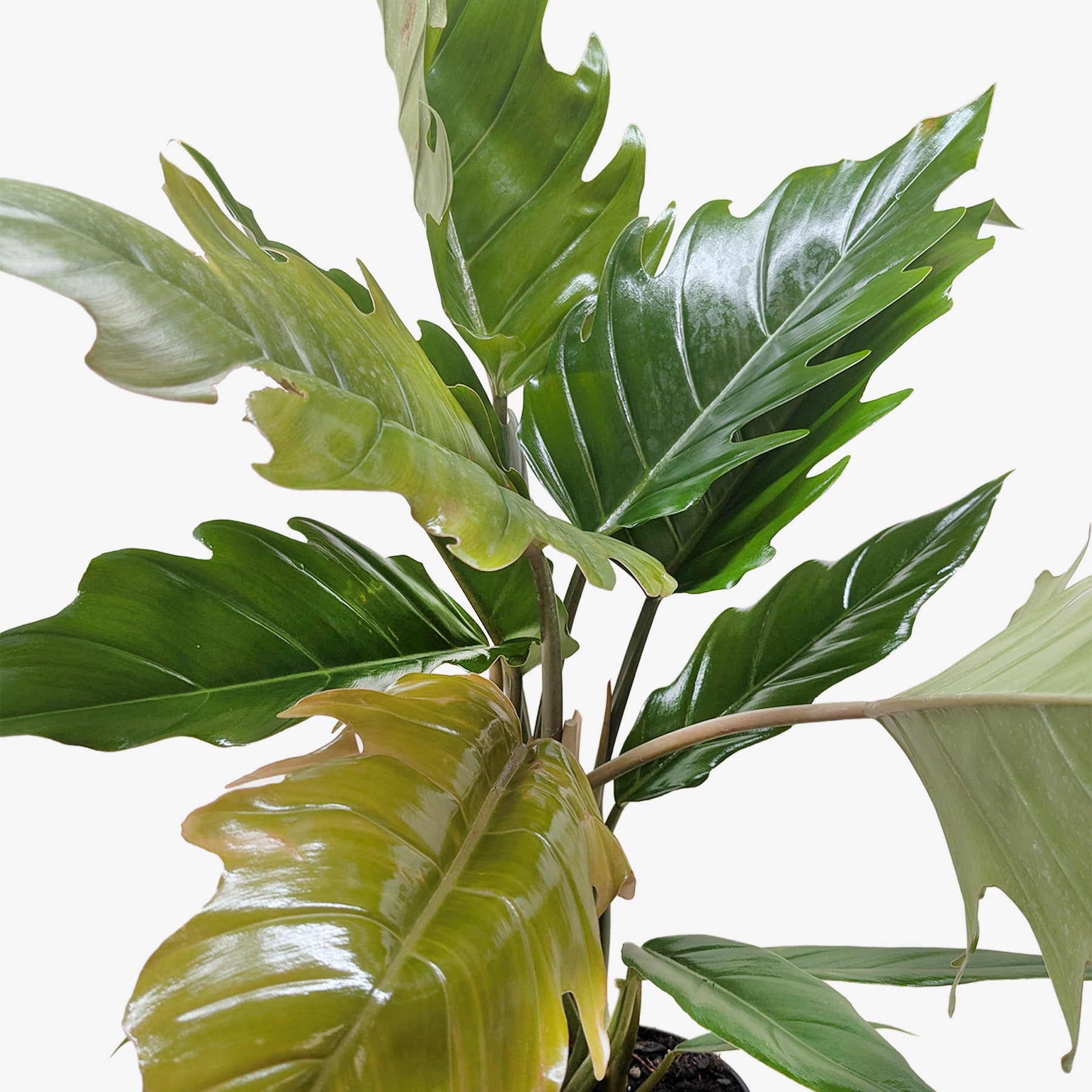 Philodendron Choco Empress – view 3