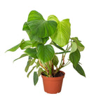 Philodendron 'Fuzzy Petiole' – view 3