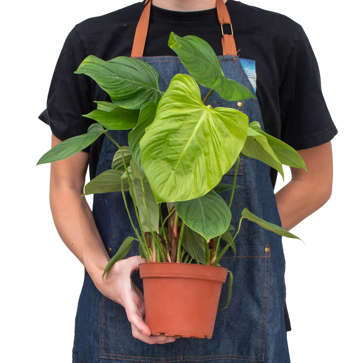 Philodendron 'Fuzzy Petiole' – view 6