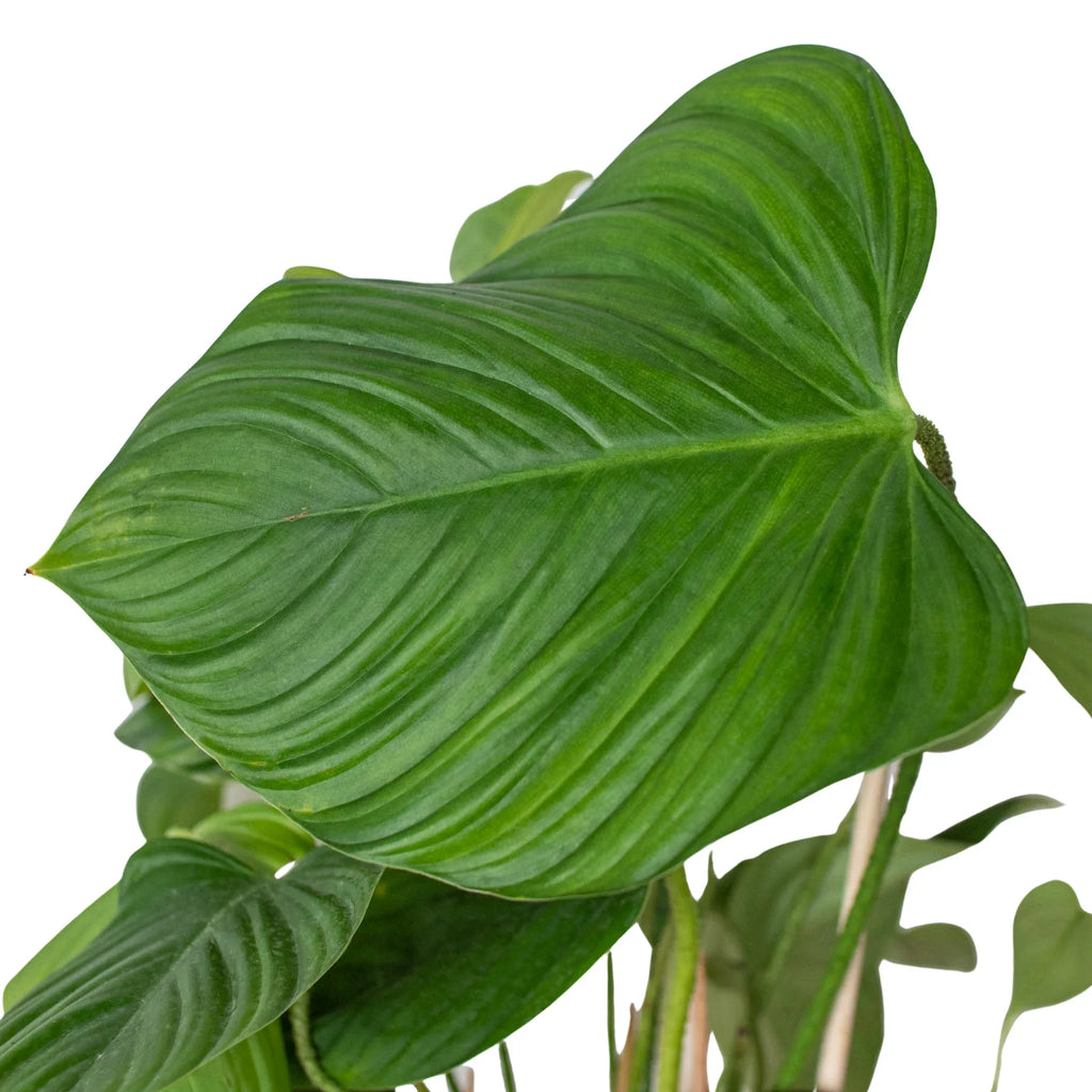 Philodendron 'Fuzzy Petiole' – view 4