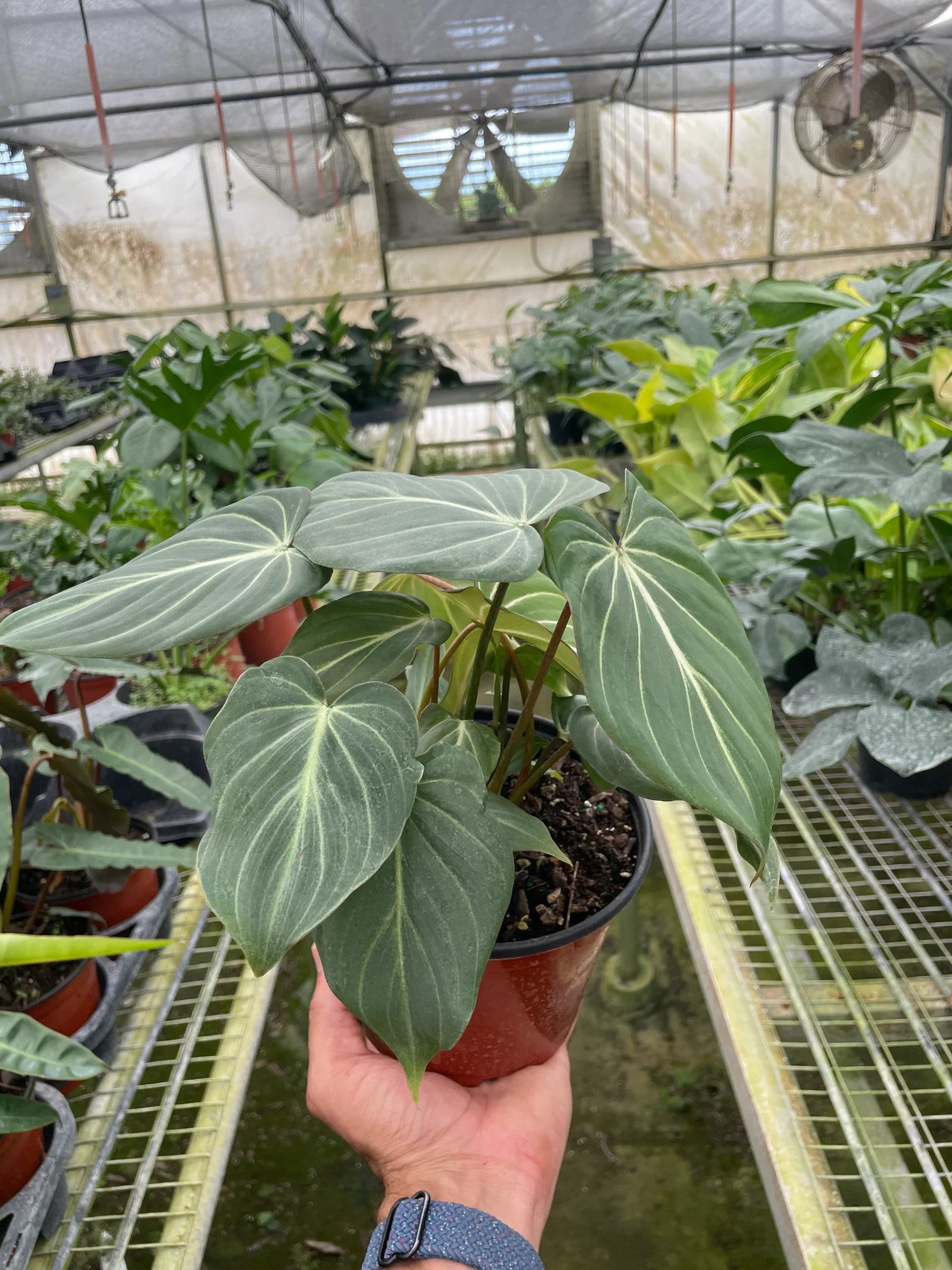 Philodendron Gloriosum – view 3