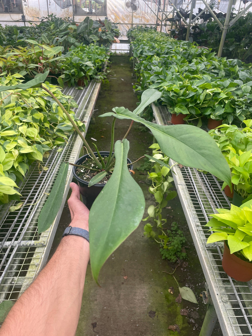 Philodendron 'Joepii' – view 3