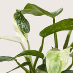 Philodendron Jose Bueno – view 4