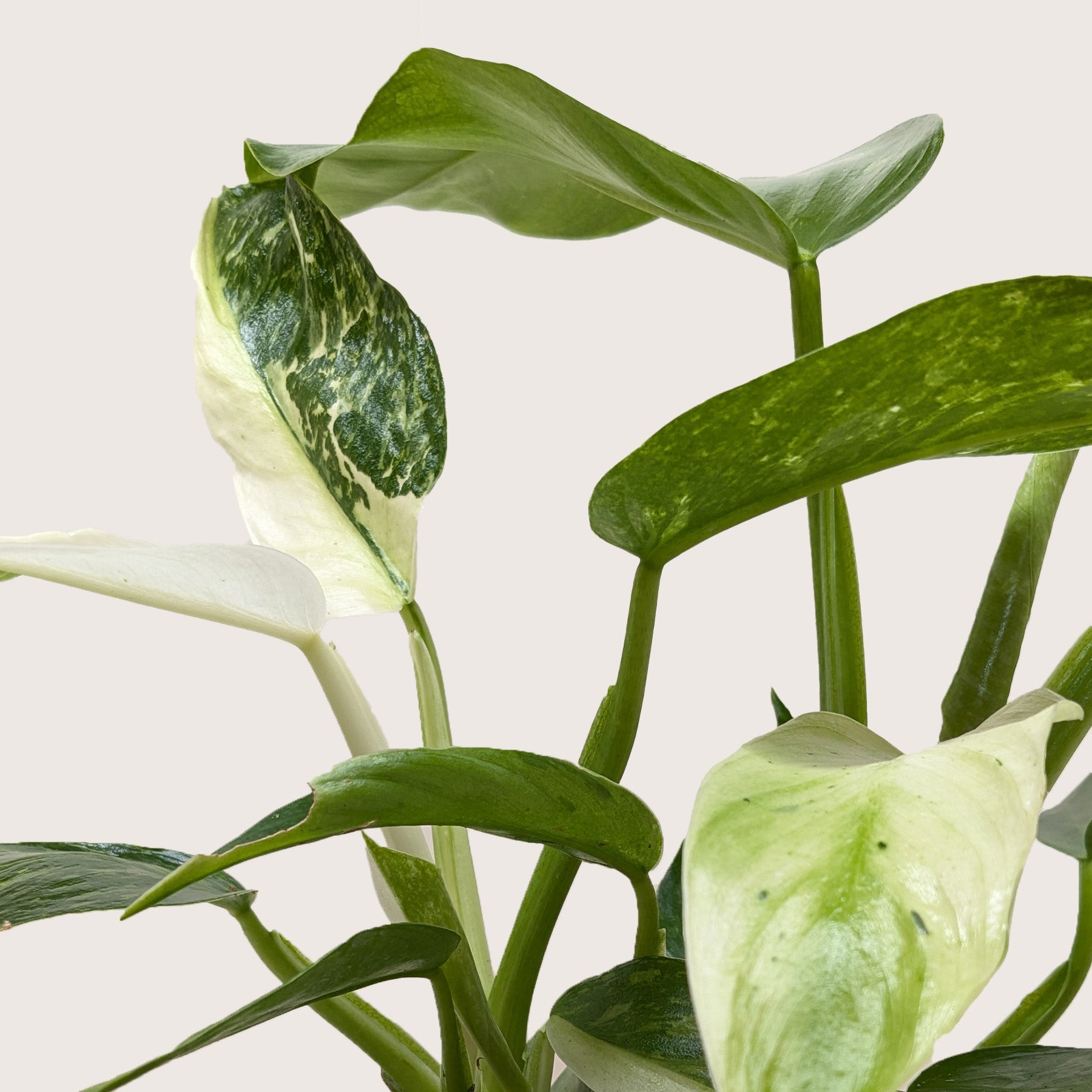 Philodendron Jose Bueno – view 4