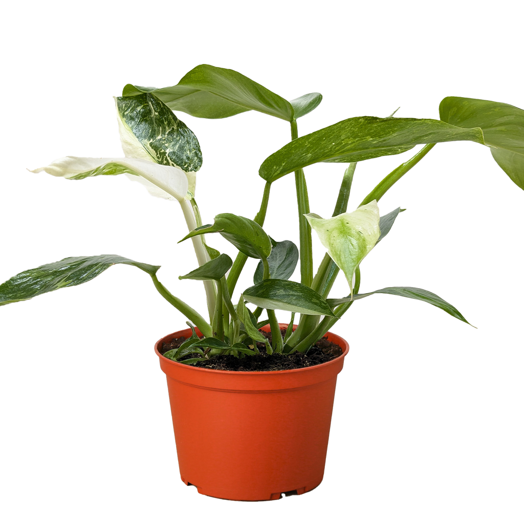Philodendron Jose Bueno – view 3