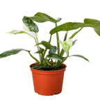 Philodendron Jose Bueno – view 3