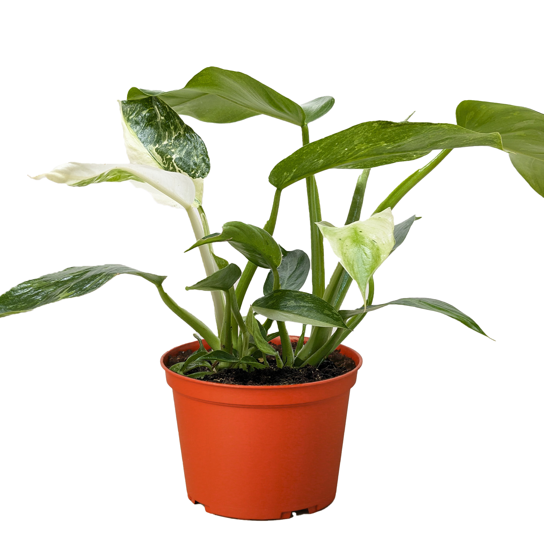 Philodendron Jose Bueno – view 3