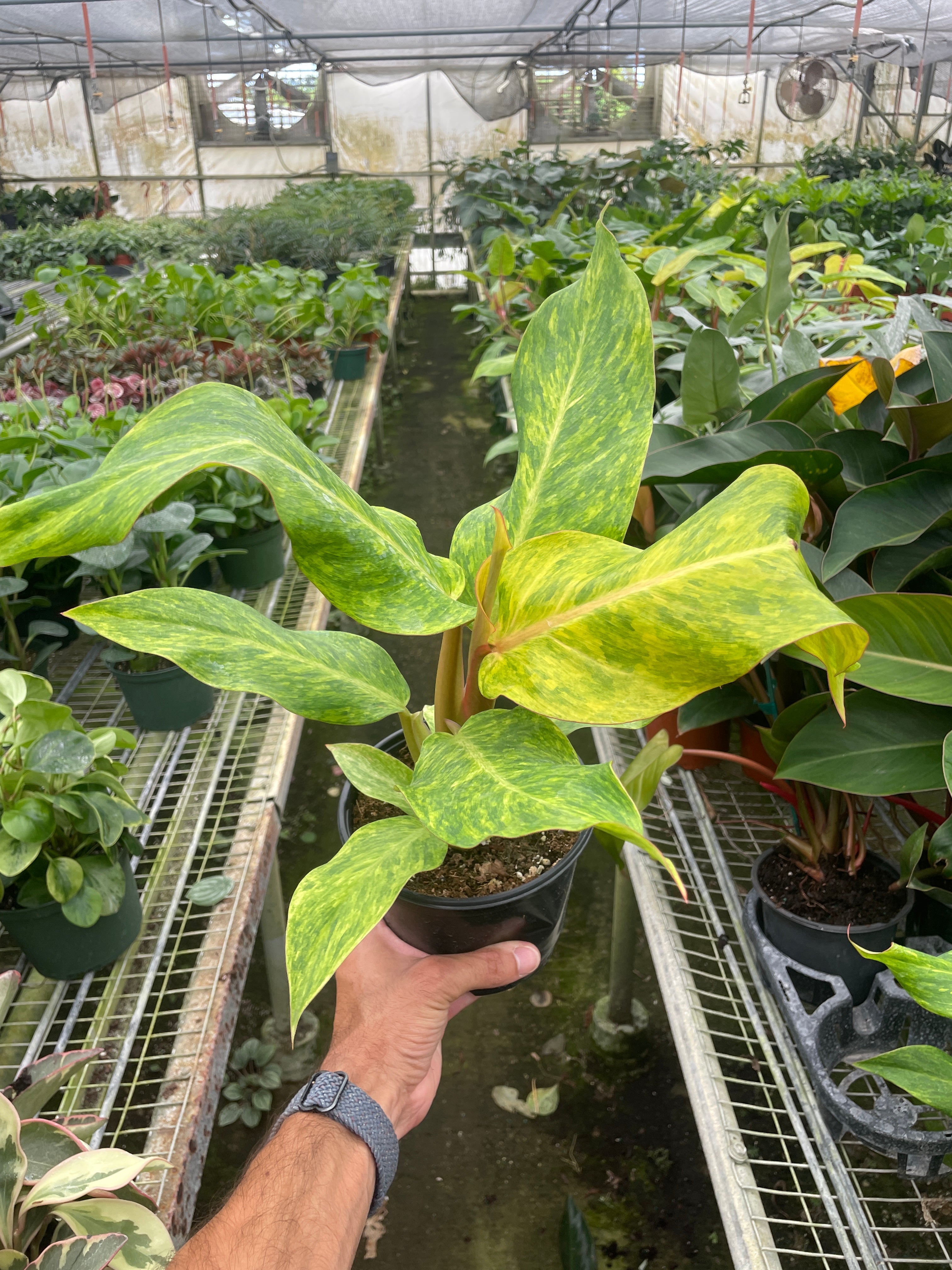 Philodendron 'Orange Marmalade' – view 5