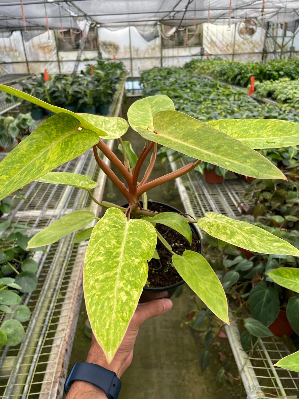 Philodendron 'Painted Lady' – view 4