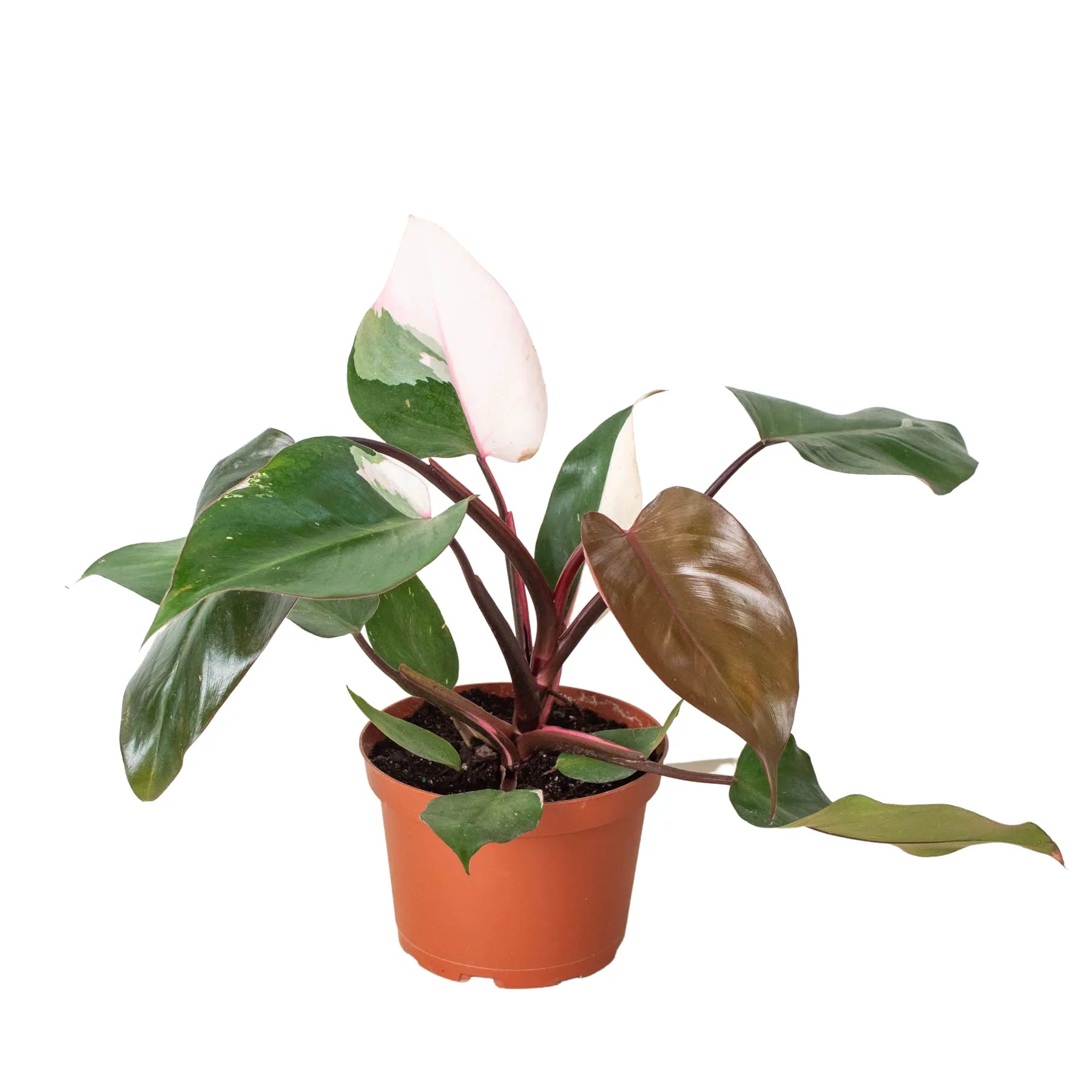 Philodendron 'Pink Princess' – view 4