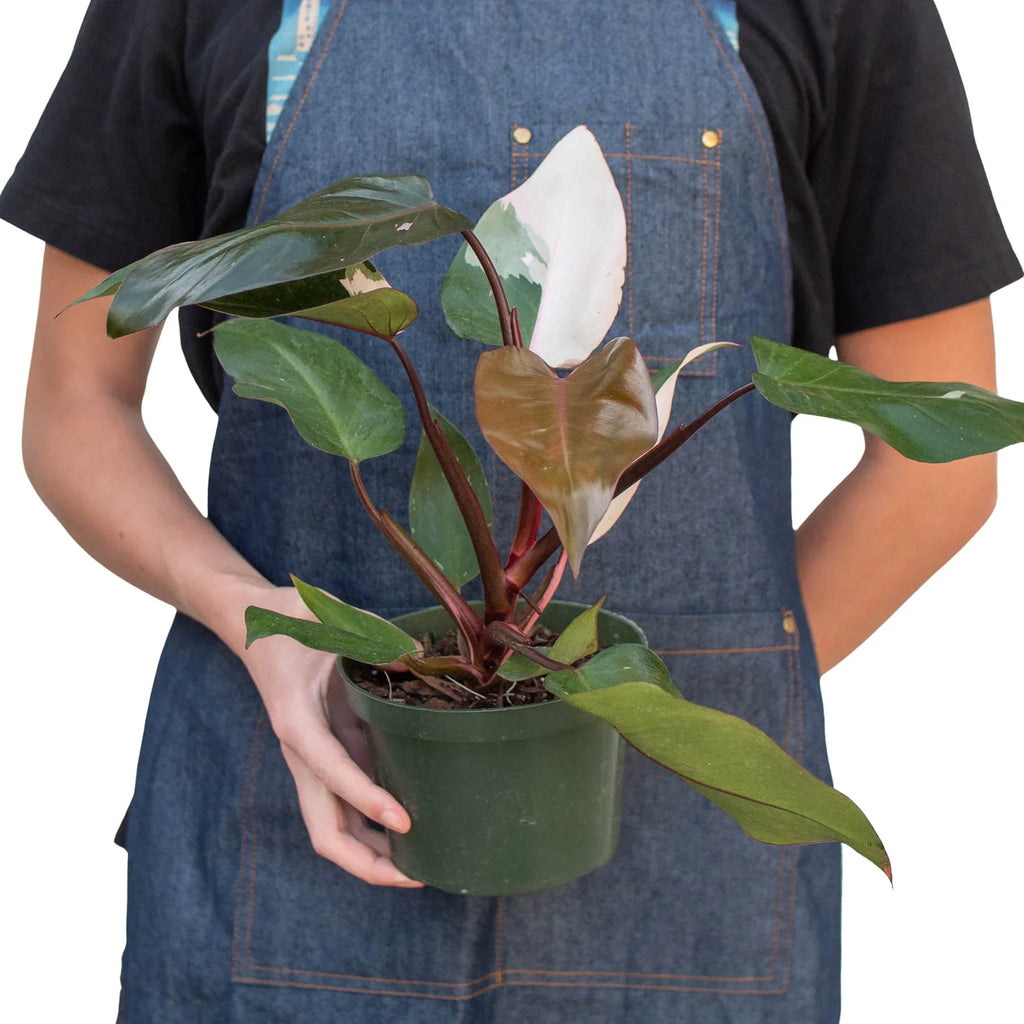 Philodendron 'Pink Princess' – view 5