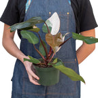 Philodendron 'Pink Princess' – view 5