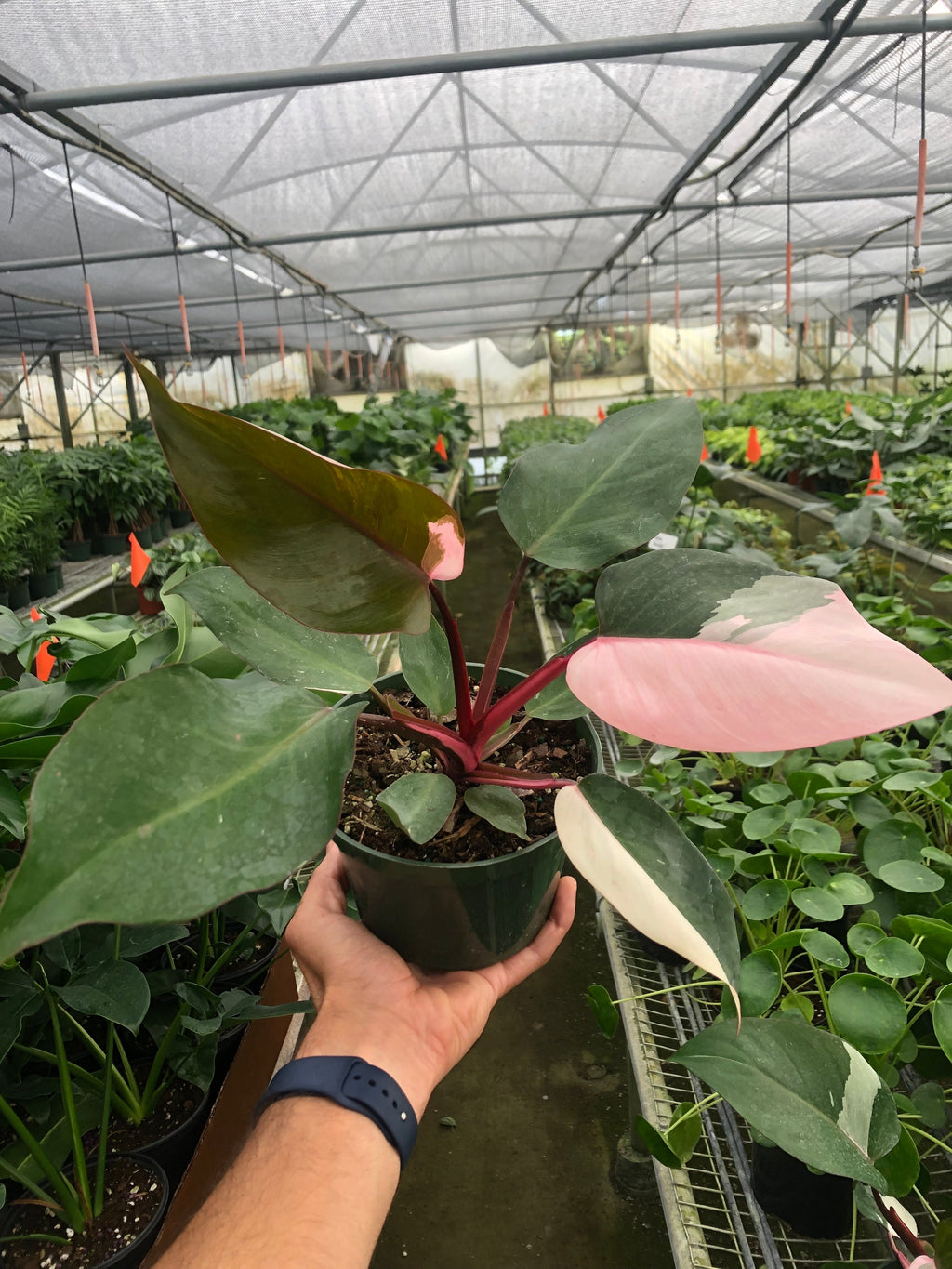 Philodendron 'Pink Princess' – view 10
