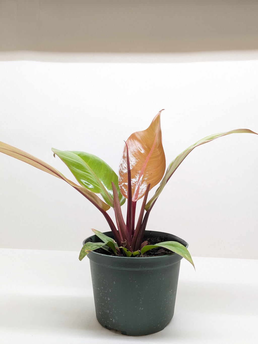 Philodendron 'Prince of Orange' – view 3