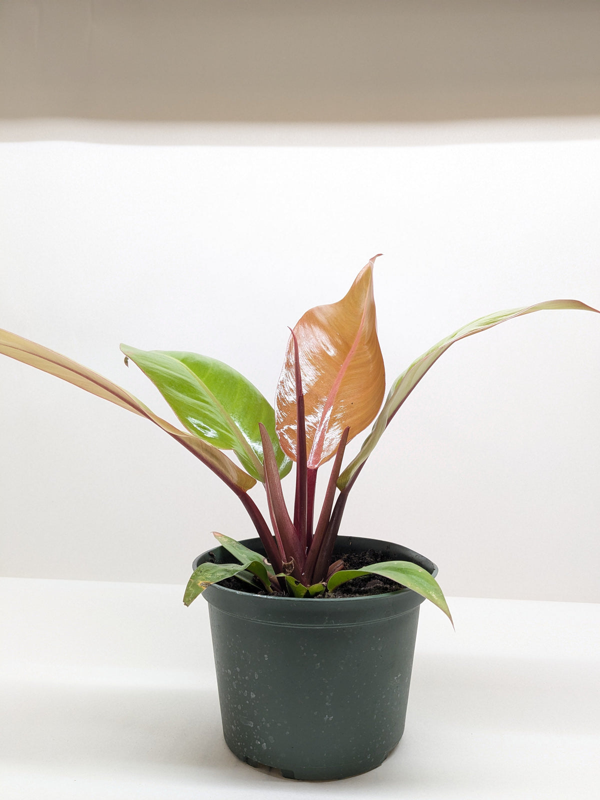 Philodendron 'Prince of Orange' – view 3