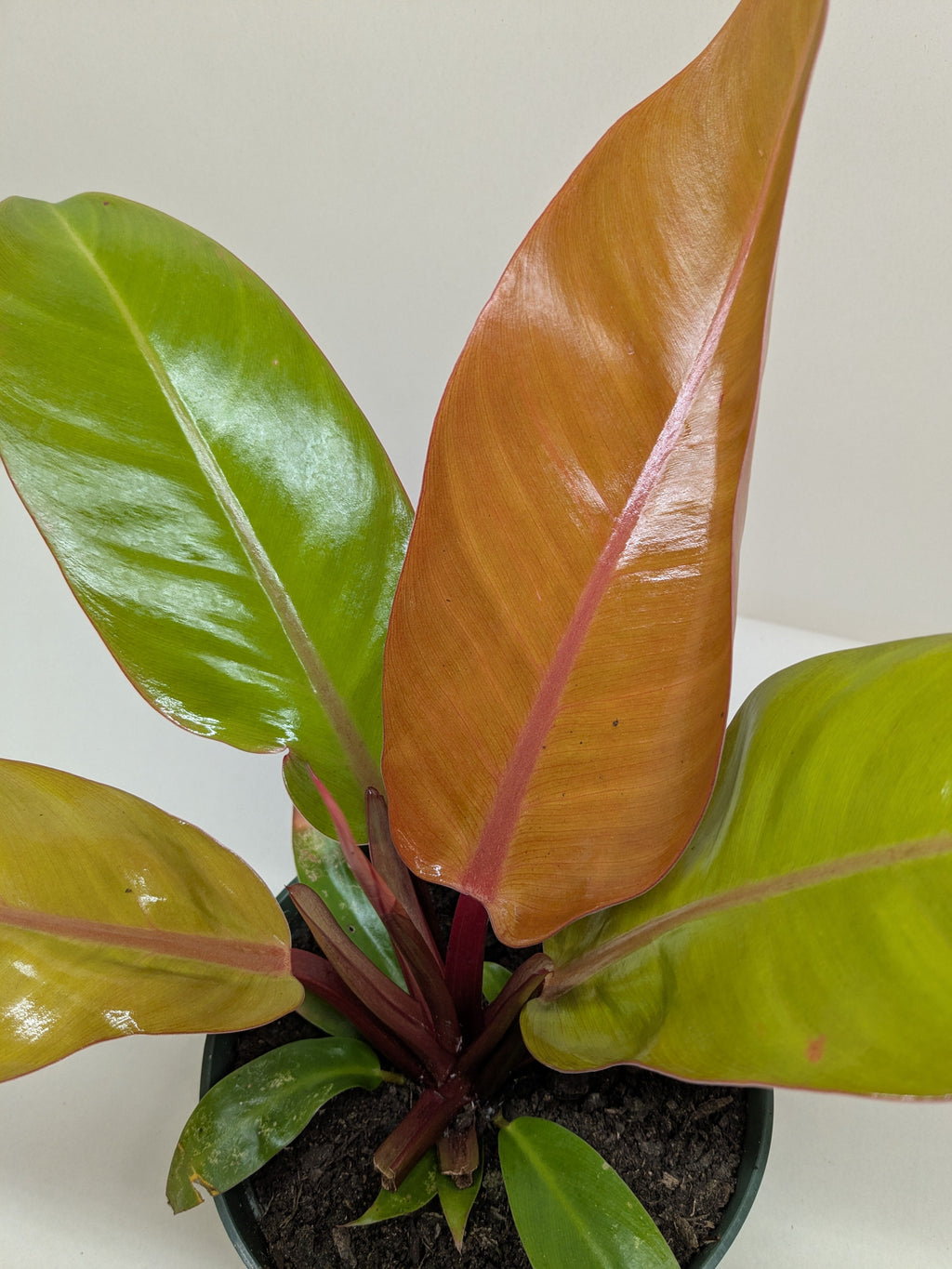 Philodendron 'Prince of Orange' – view 4