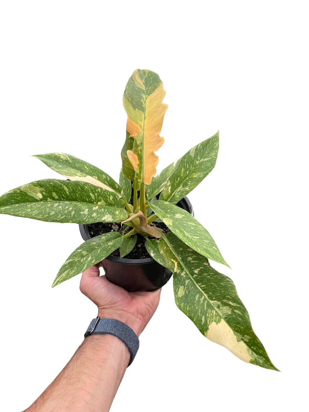 Philodendron Ring of Fire Variegated – view 7