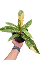 Philodendron Ring of Fire Variegated – view 7