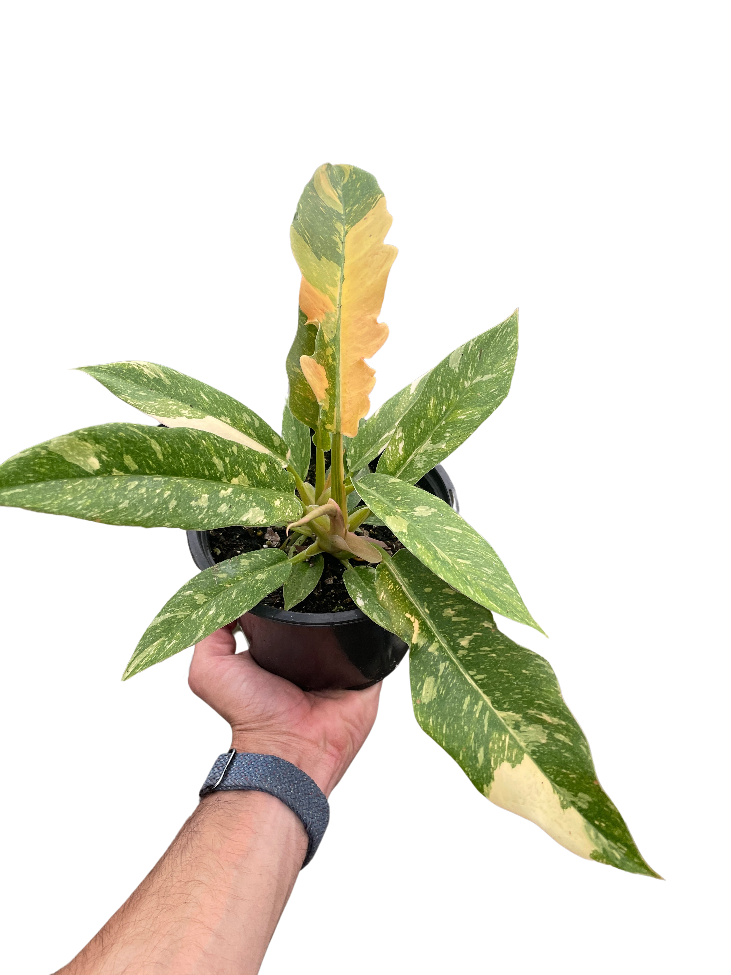 Philodendron Ring of Fire Variegated – view 7