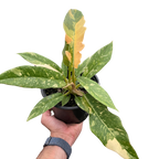 Philodendron Ring of Fire Variegated – view 5