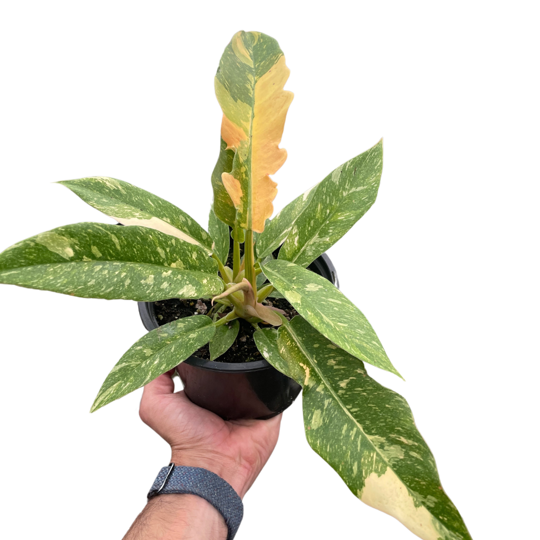 Philodendron Ring of Fire Variegated – view 5