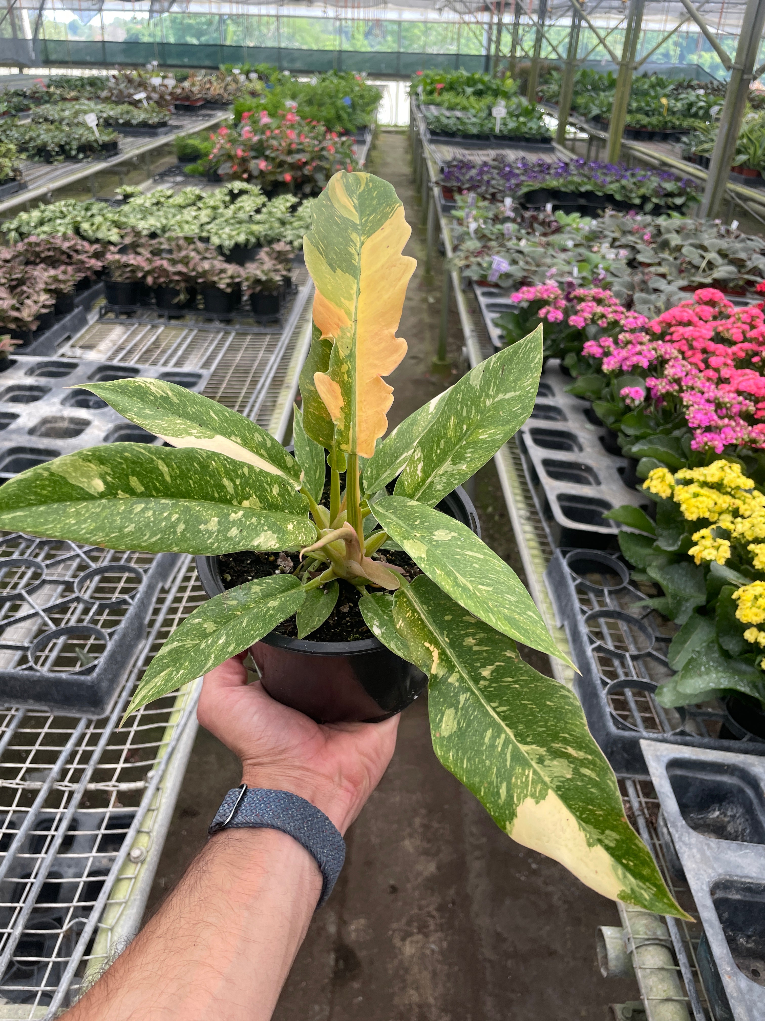 Philodendron Ring of Fire Variegated – view 6