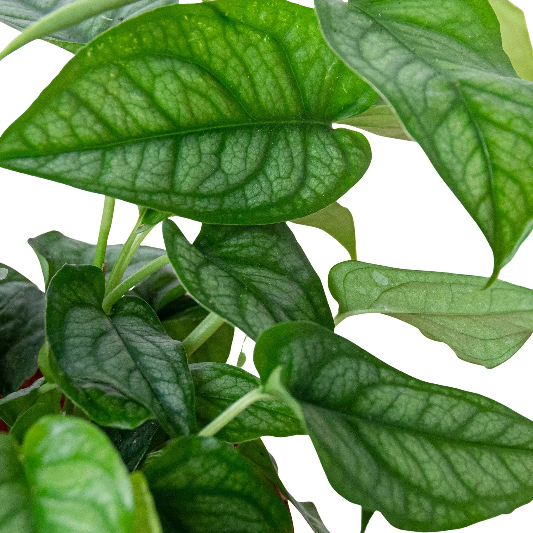 Monstera 'Siltepecana' – view 2