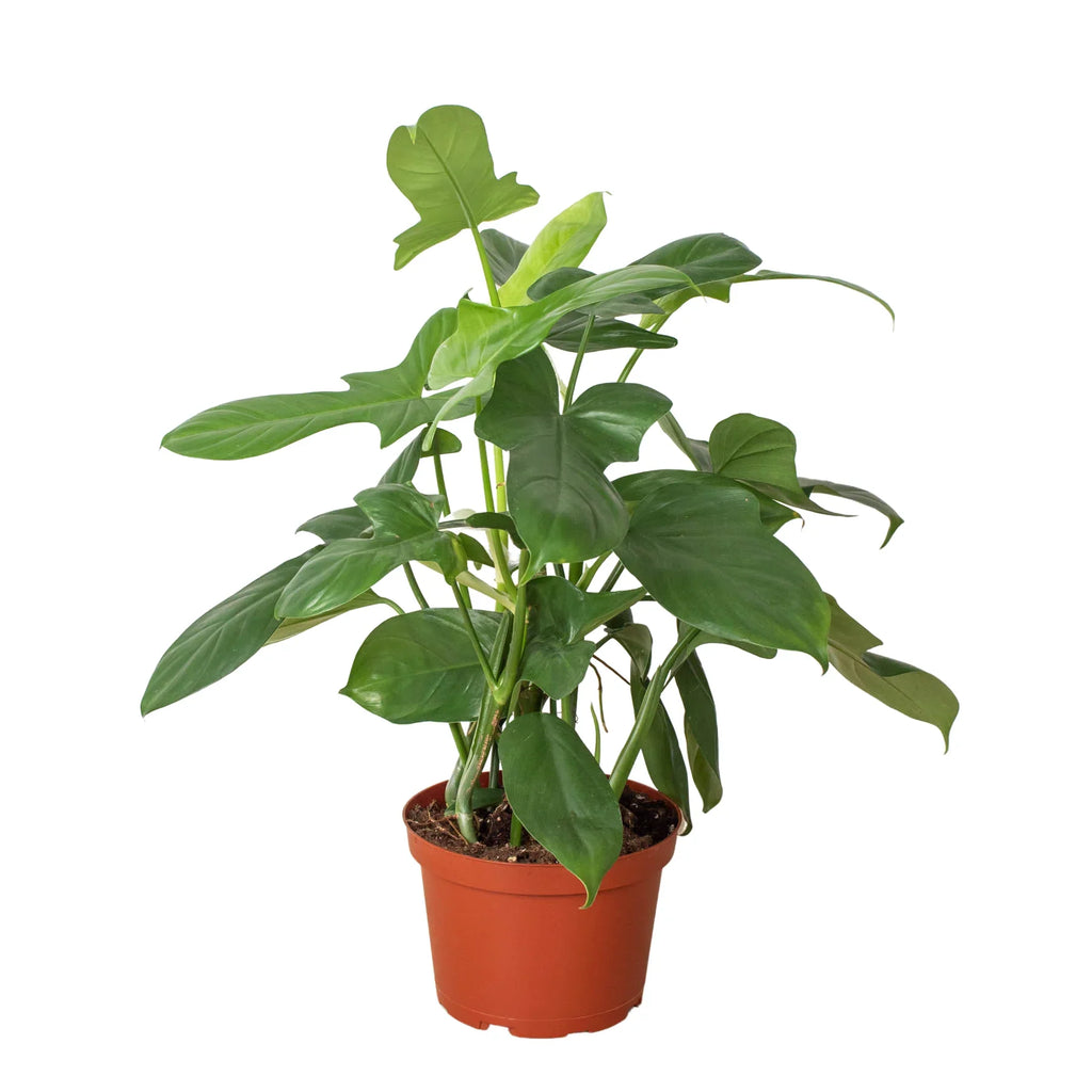 Philodendron 'Silver Sword' – view 3