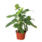 Philodendron 'Silver Sword' – view 3