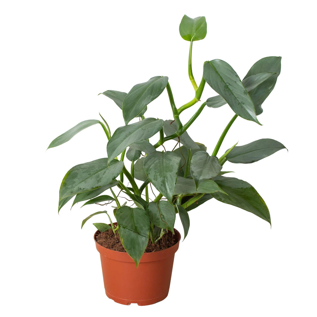 Philodendron 'Silver Sword' – view 8