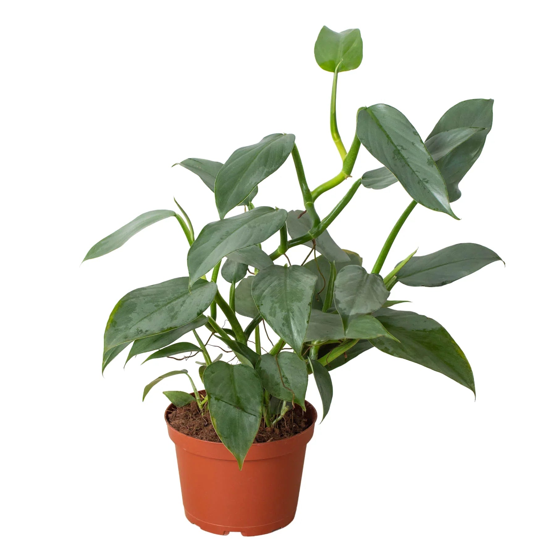 Philodendron 'Silver Sword' – view 8