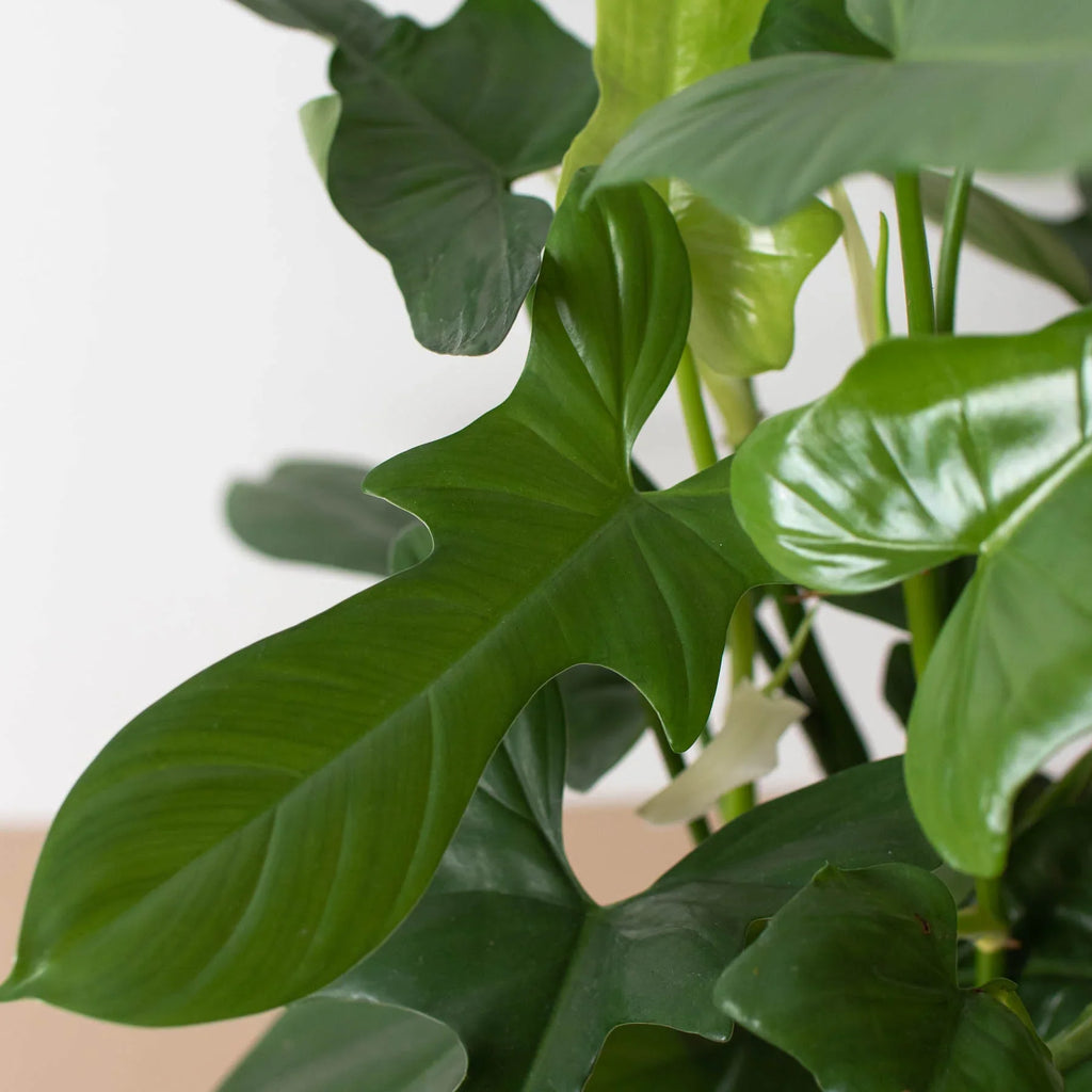 Philodendron 'Silver Sword' – view 5