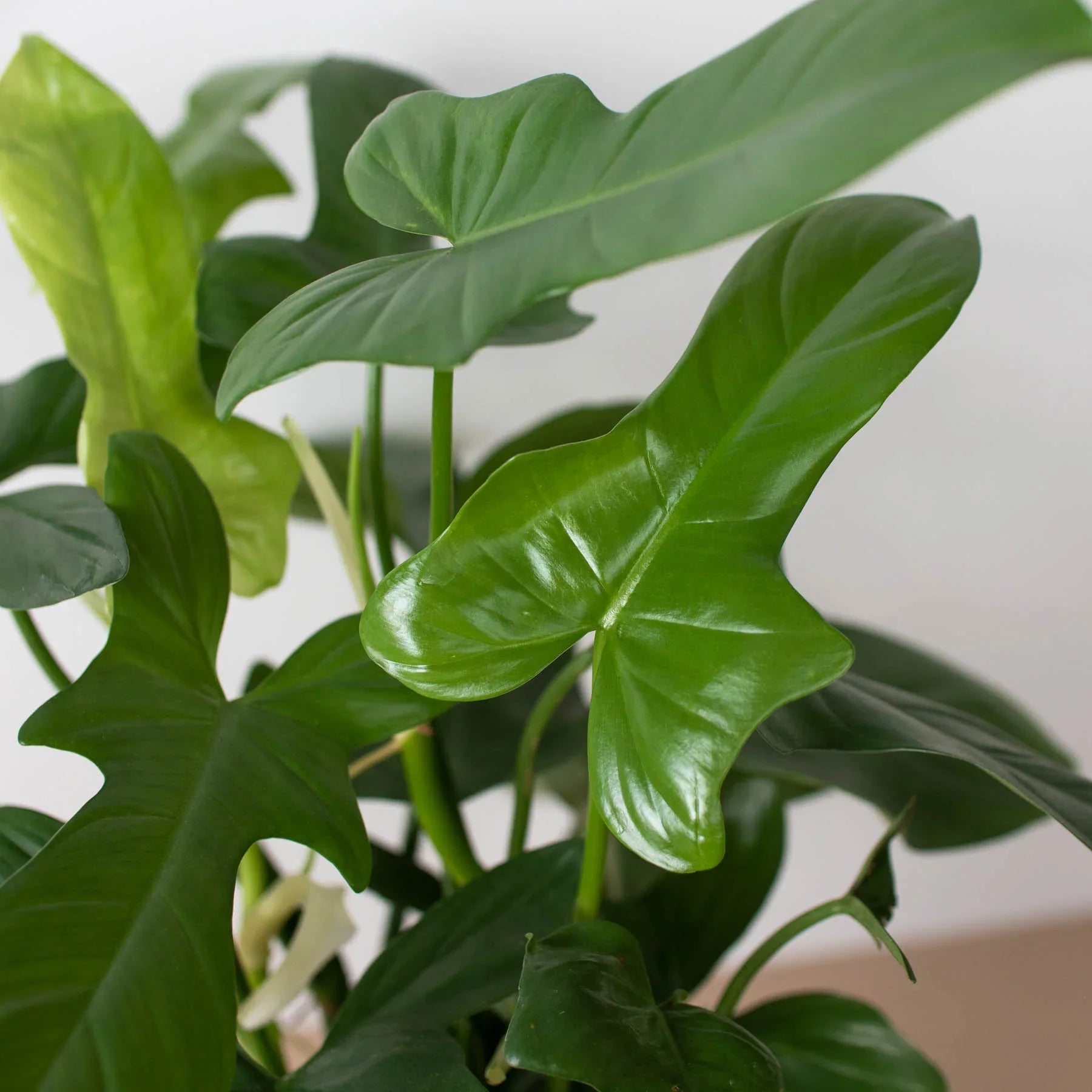 Philodendron 'Silver Sword' – view 4