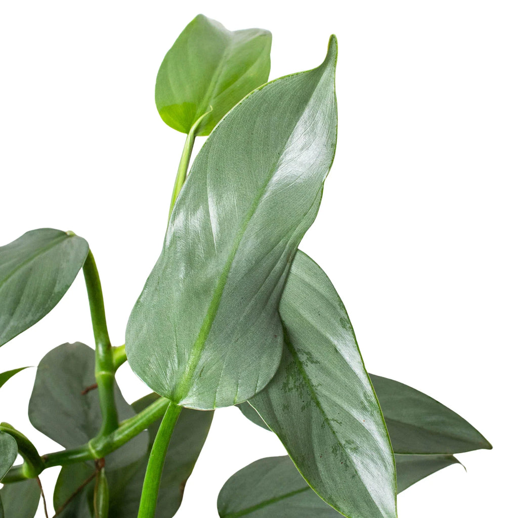 Philodendron 'Silver Sword' – view 7