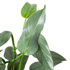 Philodendron 'Silver Sword' – view 7