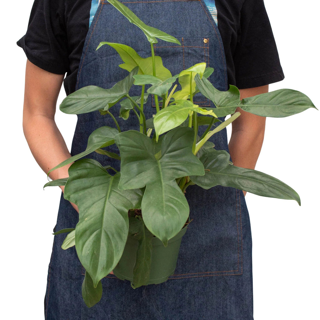 Philodendron 'Silver Sword' – view 6