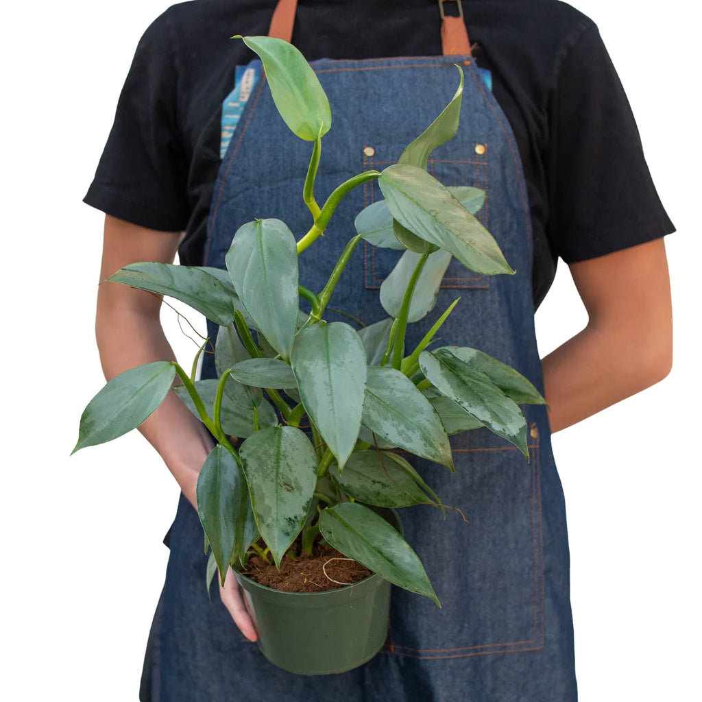 Philodendron 'Silver Sword' – view 9