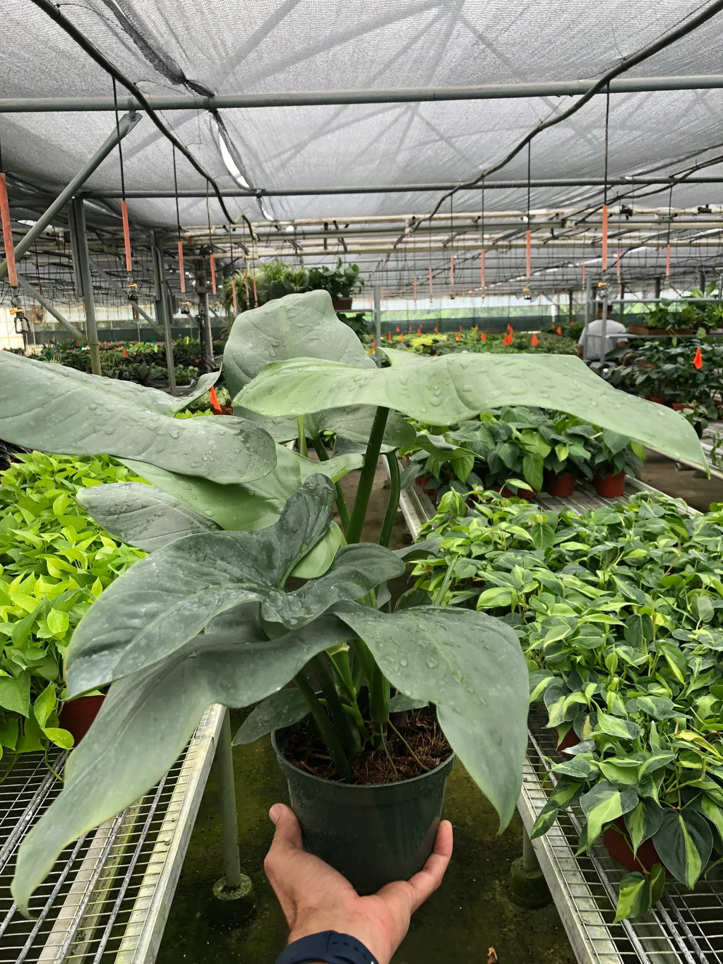 Philodendron 'Silver Sword' – view 10