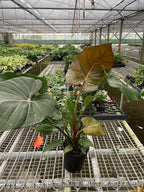 Philodendron 'Summer Glory' – view 5