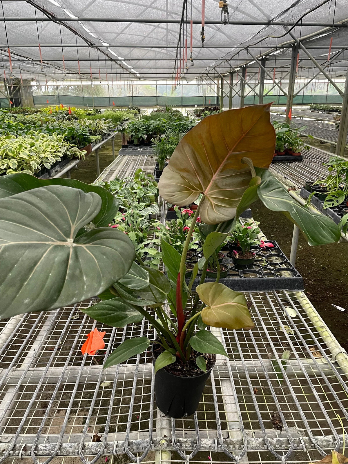 Philodendron 'Summer Glory' – view 5