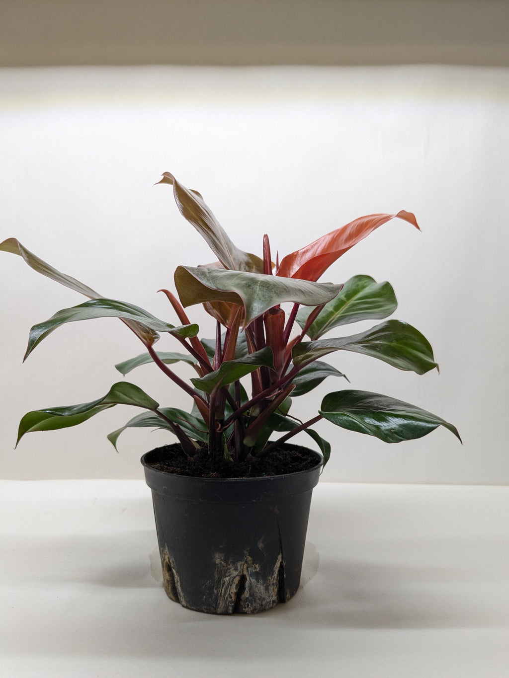 Philodendron 'Sun Red' – view 3
