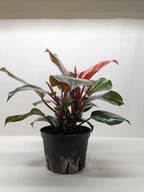 Philodendron 'Sun Red' – view 3