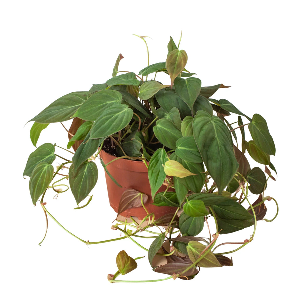 Philodendron 'Velvet' – view 5