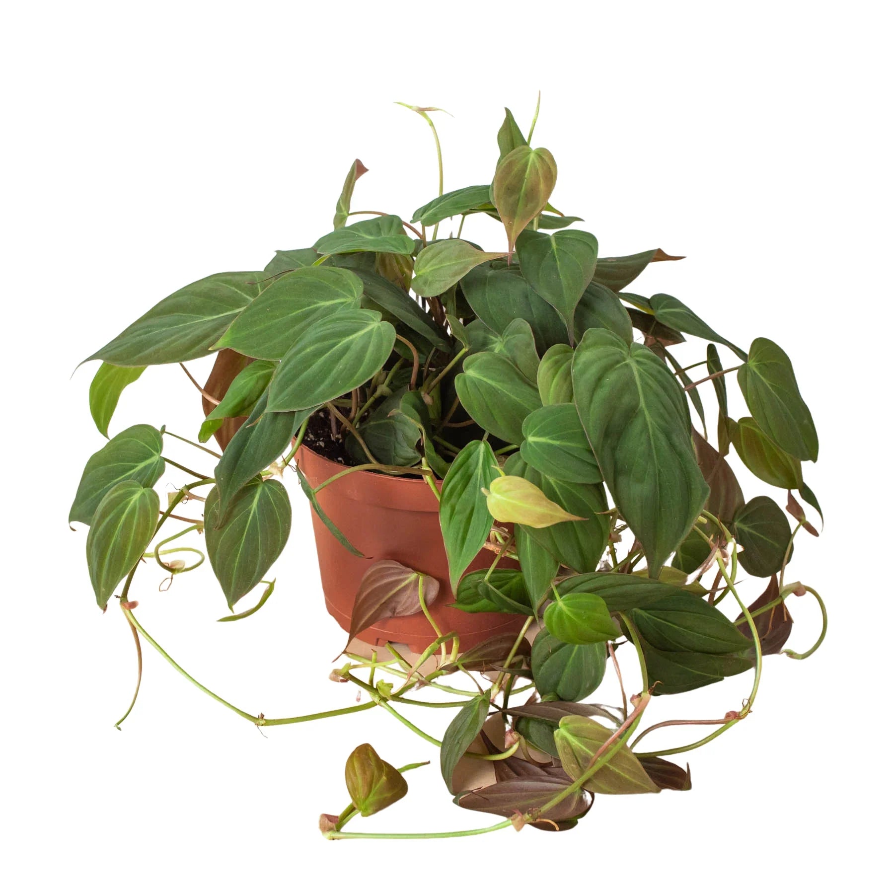 Philodendron 'Velvet' – view 5