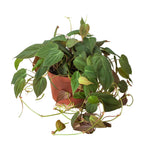 Philodendron 'Velvet' – view 5