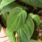 Philodendron 'Velvet' – view 6