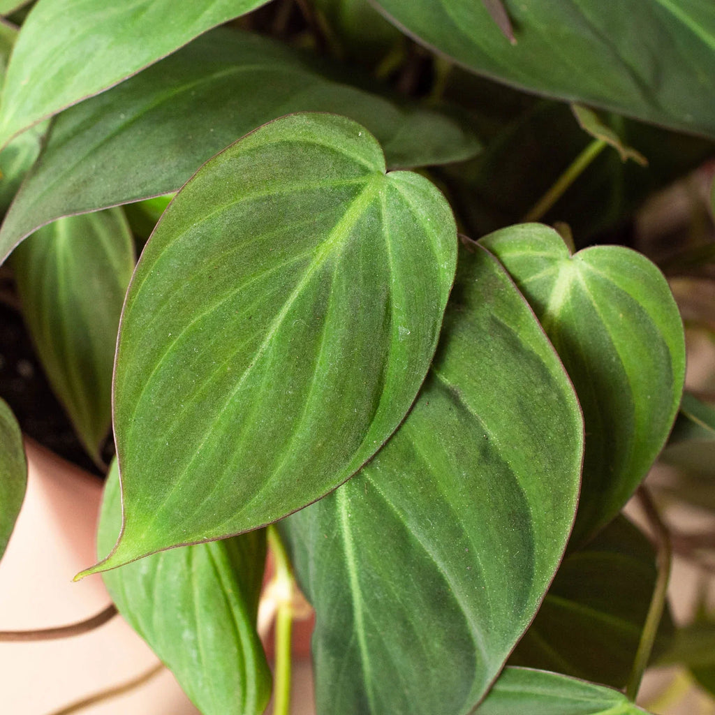 Philodendron 'Velvet' – view 6