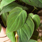 Philodendron 'Velvet' – view 6
