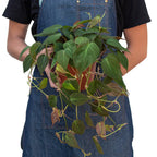 Philodendron 'Velvet' – view 7