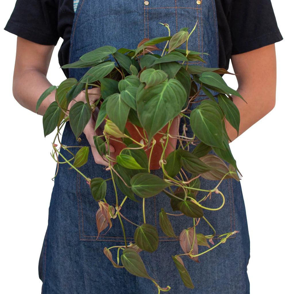 Philodendron 'Velvet' – view 7